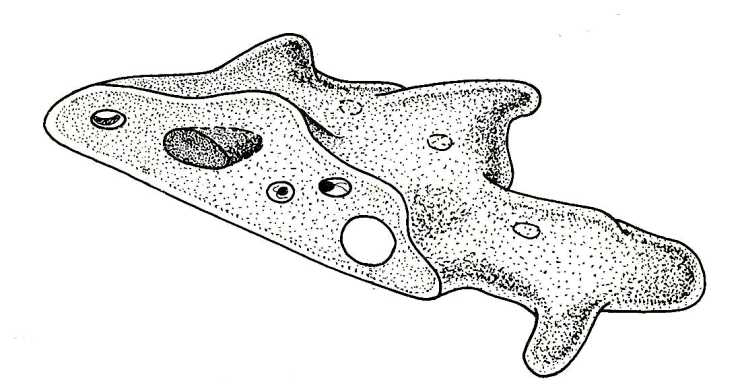 Structure of an amoeba