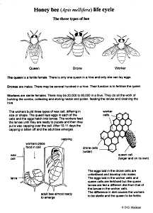 Honey Bee Life-Cycle