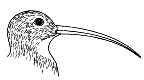 Bird Beak. Curlew