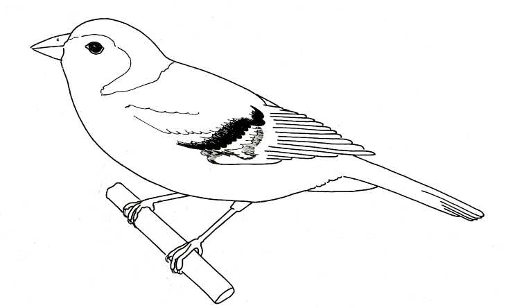 Bird. Chaffinch