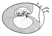 Bird Embrio