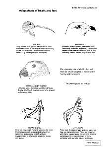 Birds. Beaks and Feet
