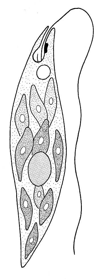 Euglena gracilis structure