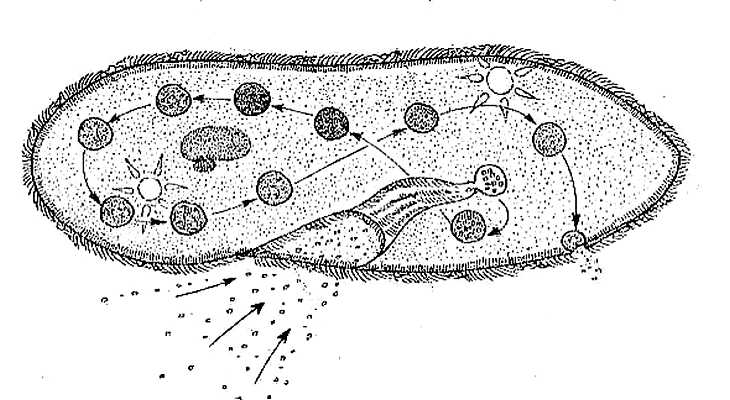 Paramecium feeding
