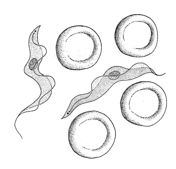 Trypanosomes in the blood