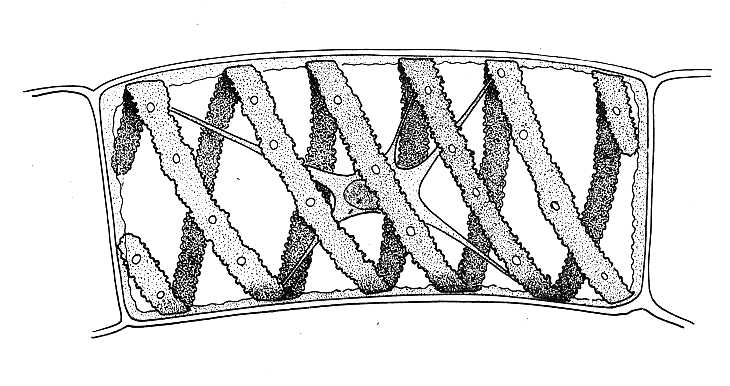 Spirogyra, Single Cell