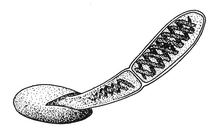 Spirogyra Spore Germination 2